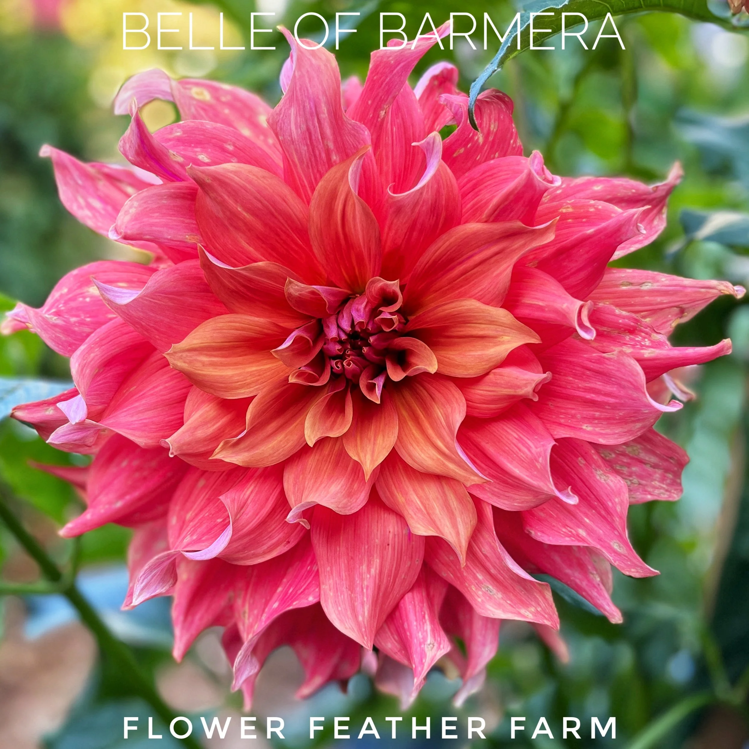 小物 dahlia dahlia Seattle Dahlia Tubers